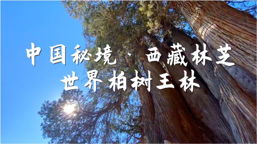 我是一名中考生，家里有一个妹妹5岁。平常特别吵，导致我在屋内不能全身投入的学习该怎么办？游戏画面